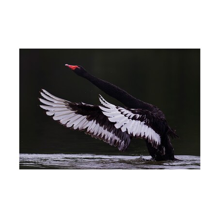 C.S. Tjandra 'Black Swan' Canvas Art,22x32
